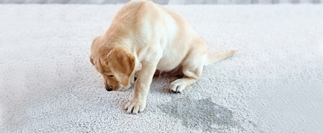 Pet-odour-removal